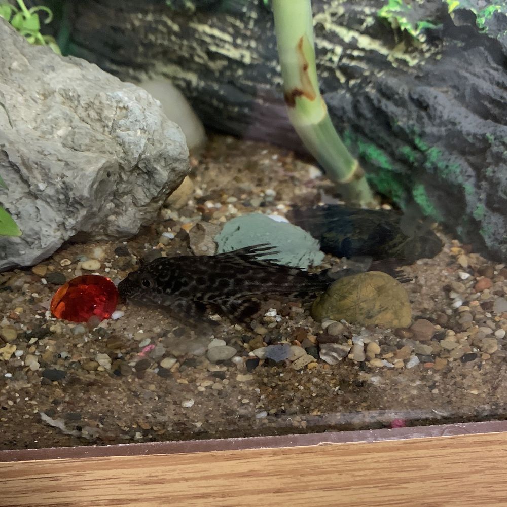 PetSmart - Pet Training Near Me - Bloomington, Illinois PetSmart - Pet Training Near Me - Bloomington, Illinois