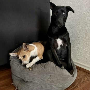 San Antonio Humane Society - Animal Shelters Near Me - San Antonio, Texas