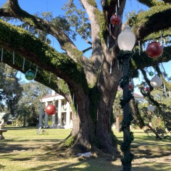 Houmas House and Gardens - Live oak - Venues & Event Spaces Near Me - Darrow, Louisiana