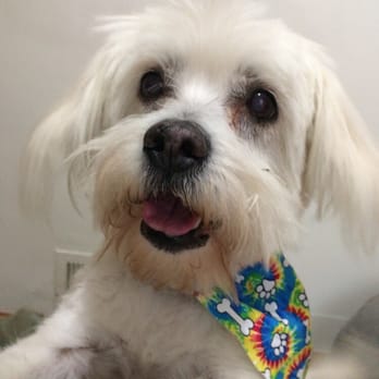 Salon Dog - Pelusa after a trim with Christina and Mike at Salon Dog. Look at that doggy smile! - Pet Groomers Near Me - Chicago, Illinois Salon Dog - Pelusa after a trim with Christina and Mike at Salon Dog. Look at that doggy smile! - Pet Groomers Near Me - Chicago, Illinois