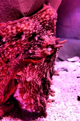 Sevilla Aquarium by null