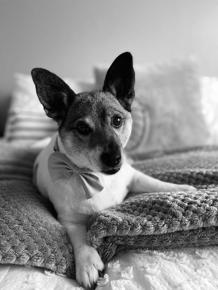 OOH LA LA DOG SPAW 146 Photos & 71 Reviews Murrieta, California