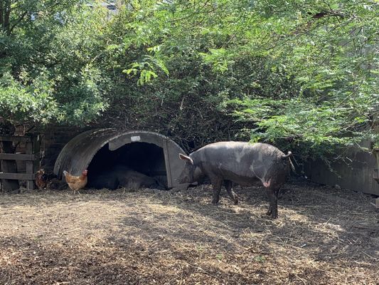 Hackney City Farm by null