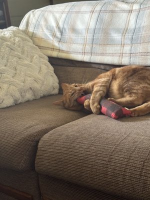 New England Dog Biscuit Company by null