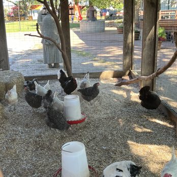 Nelis' Dutch Village - Chickens - Amusement Parks Near Me - Holland, Michigan Nelis' Dutch Village - Chickens - Amusement Parks Near Me - Holland, Michigan