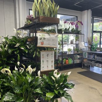 In Bloom Florist - Gorgeous peace lilies - Florists Near Me - Orlando, Florida In Bloom Florist - Gorgeous peace lilies - Florists Near Me - Orlando, Florida
