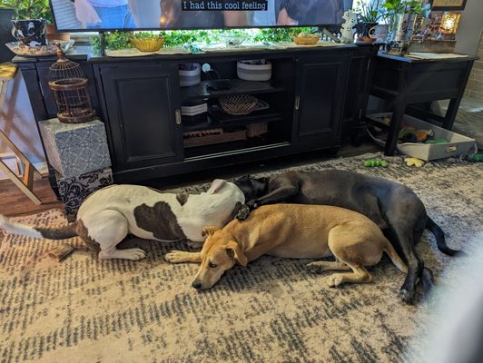 Lifeline Puppy Rescue by null