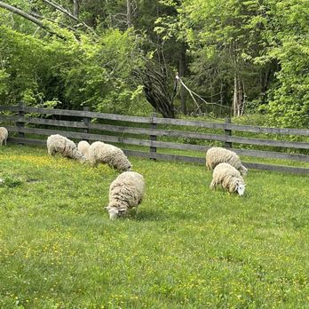 Sandy River Outdoor Adventures - Sheep grazing - Ziplining Near Me - Rice, Virginia Sandy River Outdoor Adventures - Sheep grazing - Ziplining Near Me - Rice, Virginia