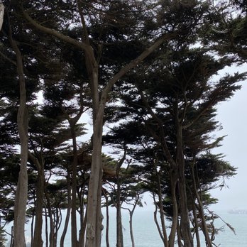 Lands End Trail - Trees everywhere - Hiking Near Me - San Francisco, California Lands End Trail - Trees everywhere - Hiking Near Me - San Francisco, California