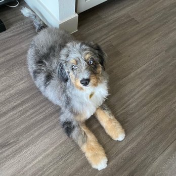 Poochie's Pampered Pet Services - Pet Groomers Near Me - Farmers Branch, Texas Poochie's Pampered Pet Services - Pet Groomers Near Me - Farmers Branch, Texas