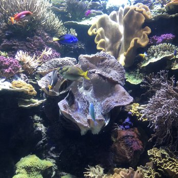Shedd Aquarium - Aquariums Near Me - Chicago, Illinois