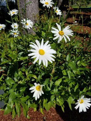 Starfish Point by null