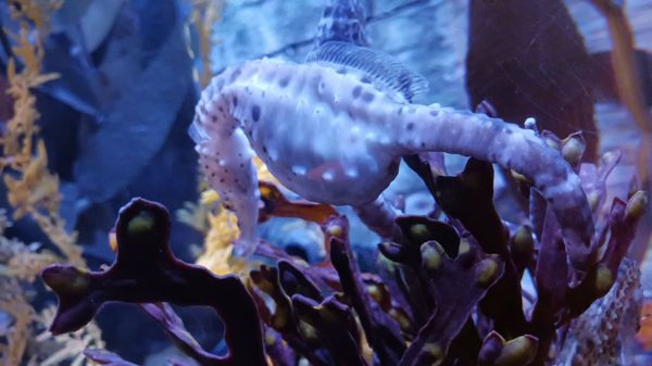SEA LIFE at Mall of America by null