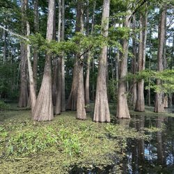 The Last Wilderness Swamp Tour