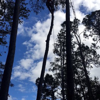 Majestic Tree Service - a man in a tree - Tree Services Near Me Majestic Tree Service - a man in a tree - Tree Services Near Me