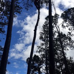 Majestic Tree Service