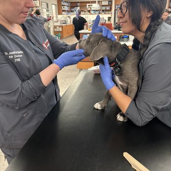 Veterinary Emergency Group - Emergency Pet Hospital Near Me - Henderson, Nevada Veterinary Emergency Group - Emergency Pet Hospital Near Me - Henderson, Nevada