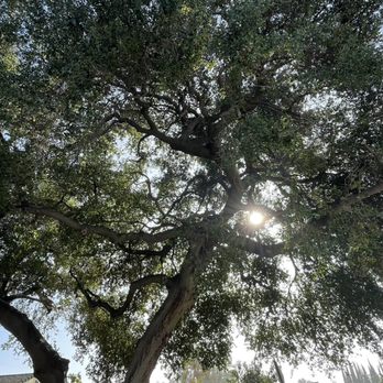Bernabe Tree Service - Sunshine through the freshly trimmed tree. - Tree Services Near Me - Riverside, California