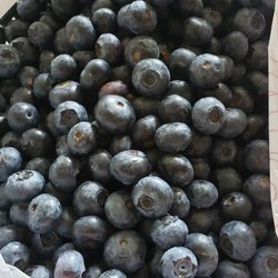 Blue Basket Farms - Result after 45 minutes of picking, 4lbs