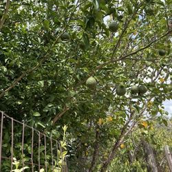 Crown Hill Winery - Yuzu tree with fruit