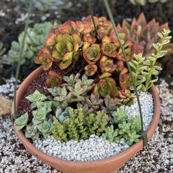Succies & Co - hangging plant arrangement