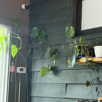 Frothy Monkey - Beautiful plants - Coffee & Tea Near Me - Nashville, Tennessee Frothy Monkey - Beautiful plants - Coffee & Tea Near Me - Nashville, Tennessee