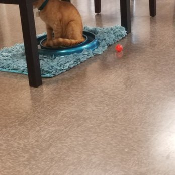 Kitty Brew Cat Cafe - Pet Adoption Near Me - Mason, Ohio