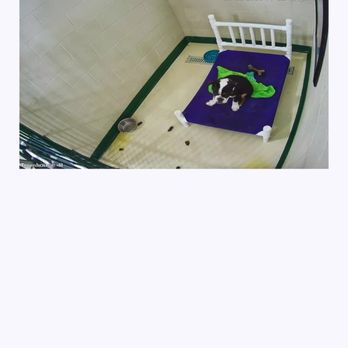 PetSuites Greenwood - Feces and urine - Pet Groomers Near Me - Greenwood, Indiana PetSuites Greenwood - Feces and urine - Pet Groomers Near Me - Greenwood, Indiana