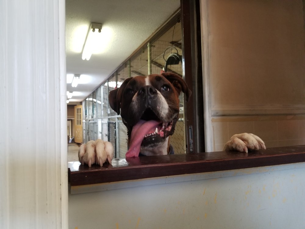 BAMAR FARM COUNTRY KENNEL Updated September 2024 15 Photos 189 JoDeener Dr, Zelienople