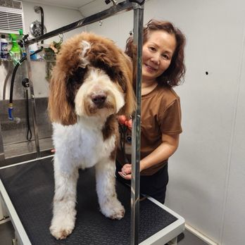 Best 2u mobile grooming New Arrivals - Main Image