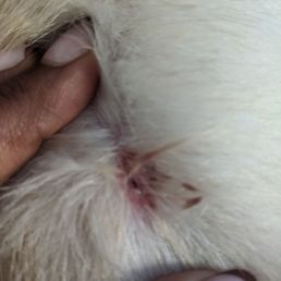 Puncture wound Puncture wound