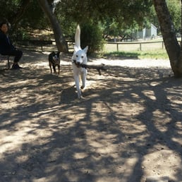 Lots of sticks to play with!