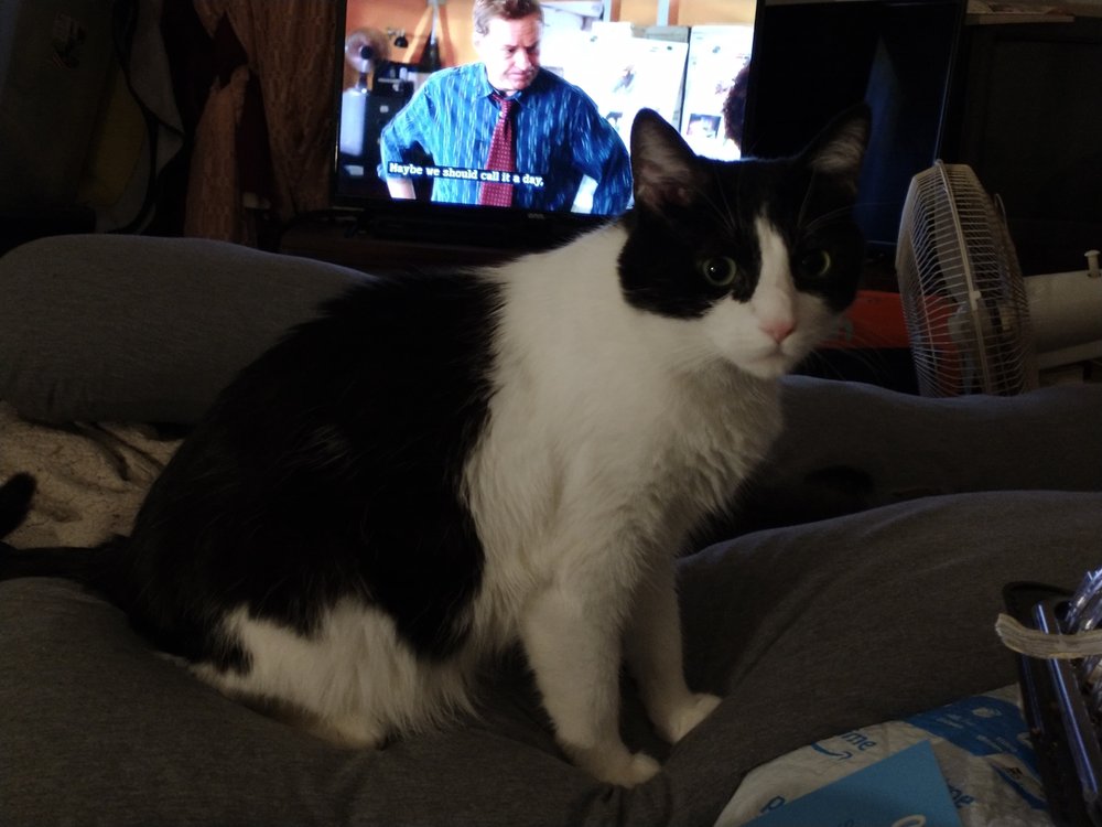 OBERLIN ANIMAL HOSPITAL 17 Photos & 10 Reviews 45840 US Hwy 20