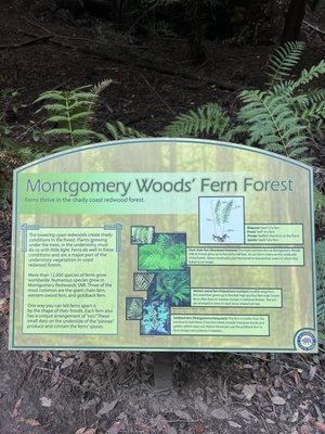 Montgomery Woods State Natural Reserve by null