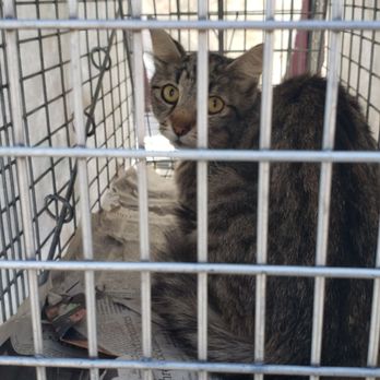 Stray Paws Animal Haven - All done w surgery - Community Service/Non-Profit Near Me - South El Monte, California Stray Paws Animal Haven - All done w surgery - Community Service/Non-Profit Near Me - South El Monte, California