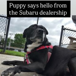 Anchor Subaru
