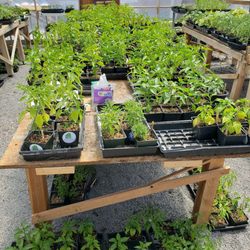 Bonsai Blue Market