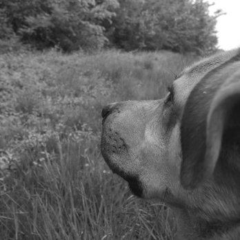 Nova Dog - Pet Training Near Me Nova Dog - Pet Training Near Me