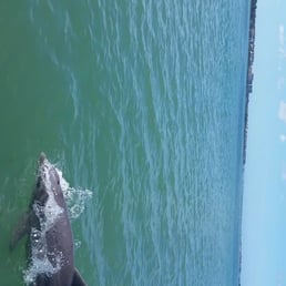 Dolphin!