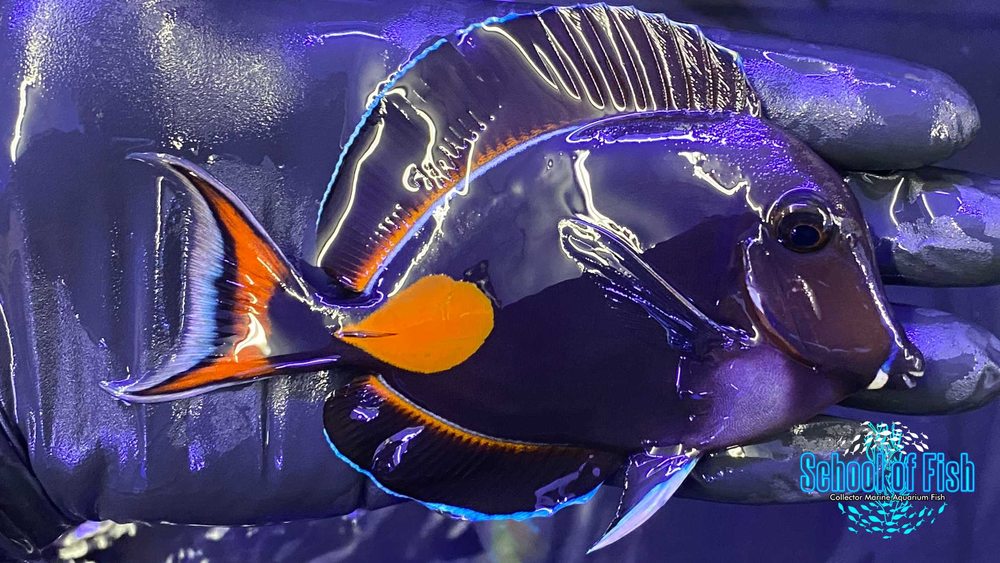 SCHOOL OF FISH Updated August 2024 54 Photos 307 E Belt Line Rd