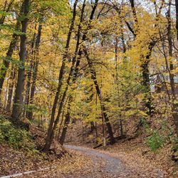 Walhalla Ravine - Walhalla Ravine