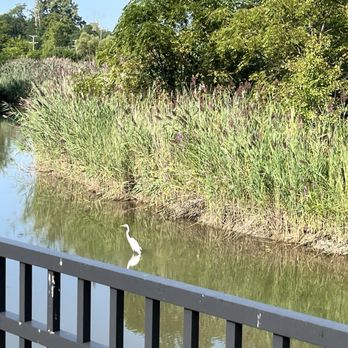 Sorelle - In the pond next to Sorelle! - Cafes Near Me - Long Grove, Illinois