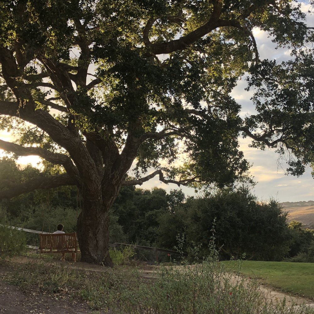 Mountain Valley Tree Service - After - Tree Services Near Me