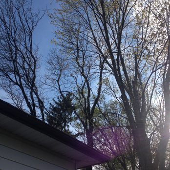 KW Tree Barber - the sun shining through the branches - Tree Services Near Me - Ayr, Ontario KW Tree Barber - the sun shining through the branches - Tree Services Near Me - Ayr, Ontario