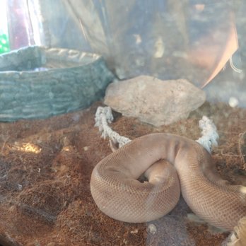 Oak Street Barber Shop - Great reptile view while we wait. Love me some snakes hehe - Barbers Near Me - Bellflower, California