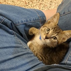 Animal Humane Society - Rip Julio
