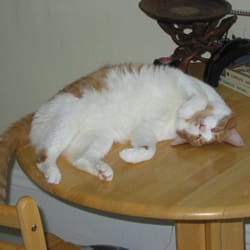 Dog Days & Cat Naps