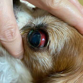 Uptown Dogs Pet Spa - He had a hemorrhage due to excessive pressure on his head while being groomed. - Pet Groomers Near Me - Wellington, Florida
