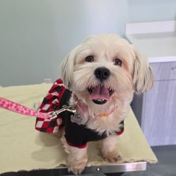 Aborn Pet Clinic - My new rescued dog Princess that Dr. Singh examined, vaccinated and put a chip on her. - Veterinarians Near Me - San Jose, California Aborn Pet Clinic - My new rescued dog Princess that Dr. Singh examined, vaccinated and put a chip on her. - Veterinarians Near Me - San Jose, California