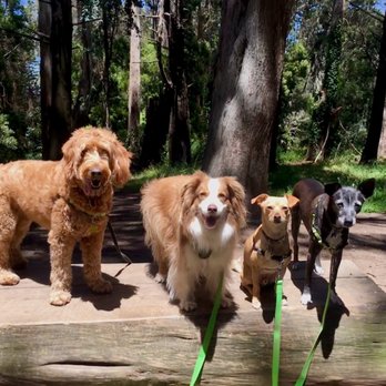Janell's Happy Dogs - Dog Walkers Near Me Janell's Happy Dogs - Dog Walkers Near Me